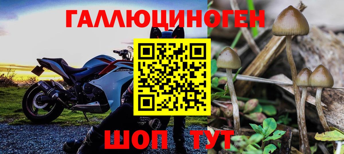 где продают наркотики  Галлюциногенные грибы Psilocybe  Галлюциногенные грибы Cubensis  Вход с VPN  Ессентуки 